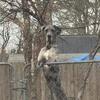Rehome Great Dane 2.5 years old female Merle color
