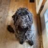 Labradoodle For Sale