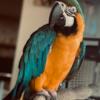 Blue And Gold Macaws Female