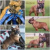 Akc abkc BRC big head French bulldog stud quad carrier