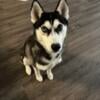 Purebred Siberian Husky for Sale