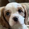 Two Male Cavalier King Charles Puppies