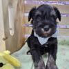 PeeWee - AKC Black & Silver Male Miniature Schnauzer Puppy
