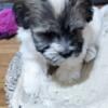 Havanese puppies 2 now, 2 in November 