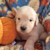 AKC Golden Retriever Puppies