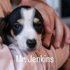 Miniature Dachshund Mr. Jenkins