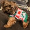 Yorkies