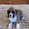 AKC Registered Boxer Puppies