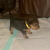 Yorkie Puppies good bloodline AKC papers