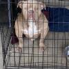 American Pocket bully for sale