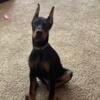 European Doberman up for stud (updated pics)