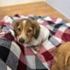 1 Male Dachshund Puppy Left Born 4/5/26.