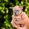 AKC - French Bulldog Puppy - Fawn - Isabella Carrier Male