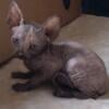 Sphynx kittens in N. Calif