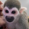 Adult Squirrel Monkeys