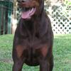 AKC Doberman puppies