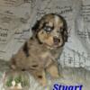 Stuart red merle aussie