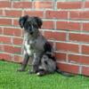 10 Week Old Aussie Doodle Puppy