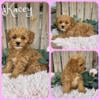 Beautiful Cavapoo puppies