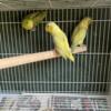 Parrotlets