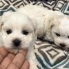 Maltese puppies in Texas 