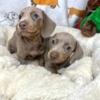 AKC Isabella Dachshunds