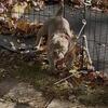 American bully puppy