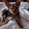 Small shorkie girl 
