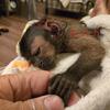 Baby capuchin monkeys