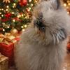 CFA Registered Persian kittens