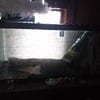 FOR SALE Aquarium