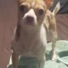 $950 1YR BOY CHIHUAHUA PUREBREED  NYC