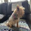 Yorkie, Maltese & Poodle adults