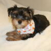 Cute yorkies for sale