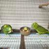 For Sale - Pair of Yellow Napes (Kiwi and Lilly)