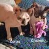 SOLD Stunning Sphynx kittens.  2 males