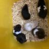 Baby Hamsters ready to go