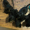 Puppies 