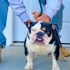 English bulldog female