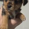 Chorkie Puppies 4 sale