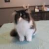 Pure Registered Persian Male Kitten, small blaze