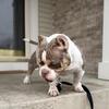 American Bully - Crown Grandson
