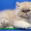 Cream Persian "grumpy look" boy SOLD