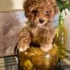 Beautiful curly teacup poodle girls