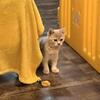 TICA Reg. Lilac Scottish Straight Female Kitten