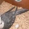 Cockatiel for sale Bronx New York