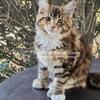 Christmas Maine Coon kittens available!