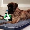 *GORGEOUS BRINDLE MALE GREAT DANE *