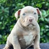 American Bully Puppies