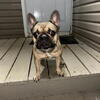 LlAdult females for sale